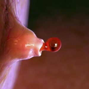 3 Corpografías Sabiduría Matriz